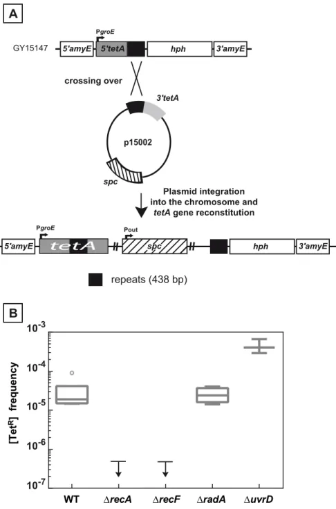 Fig 2. Recombination between chromosomal and plasmid DNA is RecA- and RecF-dependent. A.