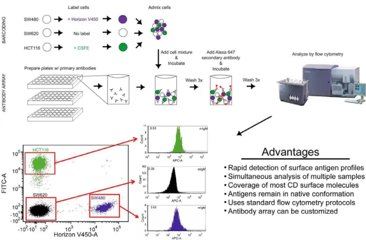 Figure 1. Diagram of experimental methods used for multiplexed barcoded antibody array