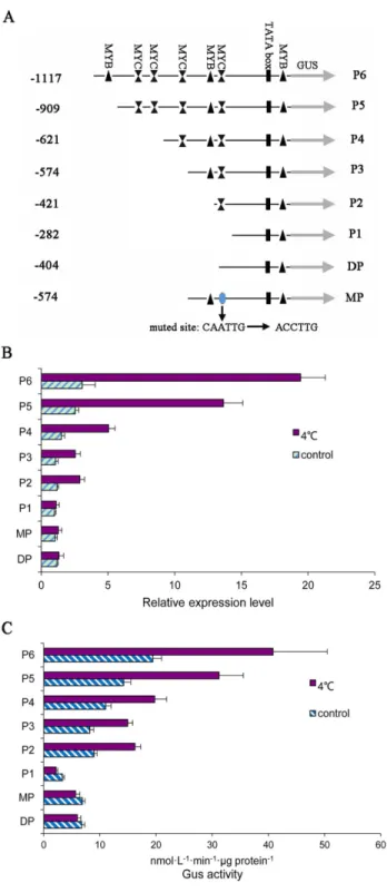 Fig 5. Assays for GUS expression driven by the series PsMPT promoter. (A) Schematic diagram of the PsMPT promoter deletions and mutation that were used to analyze the activity of different fragments of the PsMPT promoter