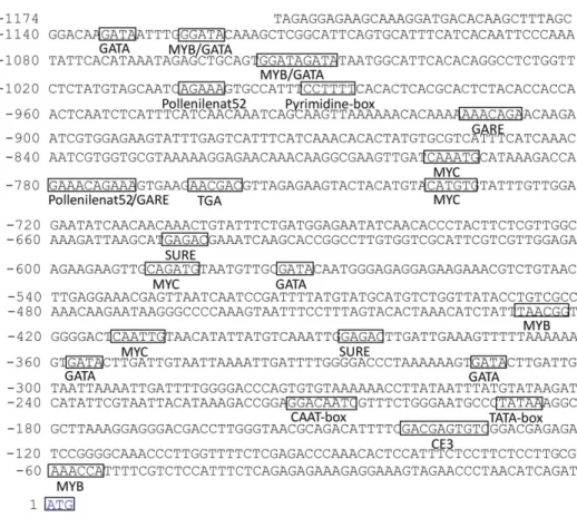 Fig 2. PsMPT promoter sequence of the 5’ region upstream from the start codon (ATG) and putative cis-elements predicted in the promoter region