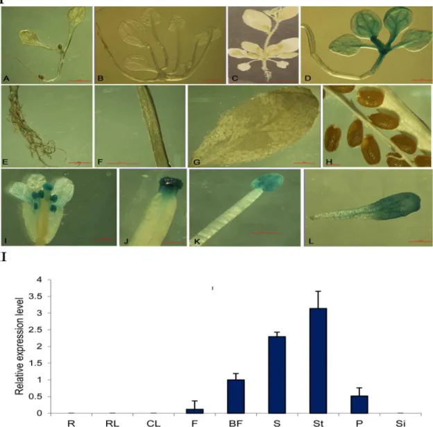 Fig 3. Histochemical localization (I) and tissue-specific expression of GUS (II) in transgenic Arabidopsis thaliana carrying the PsMPT promoter::GUS construct