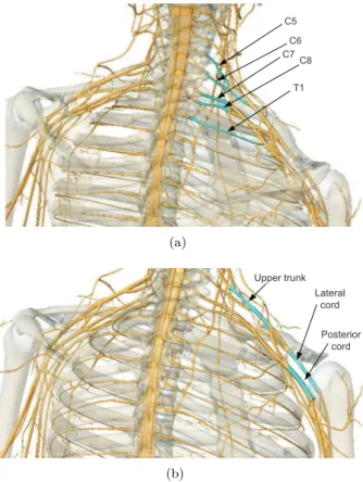 Figure 6: The spinal nerve cords of the nervous system.