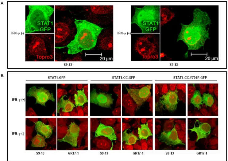 Figure 7. RPA assay demonstrates that STAT1-CC plus IFN-c eliminates HCV negative strand RNA in resistant replicon cells