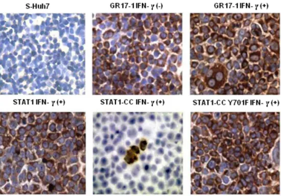 Figure 8. STAT1-CC plus IFN-c transfected resistant (GR17-1) cells display a marked reduction in HCV NS3 protein