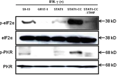 Figure 11. Intracellular expression of STAT1-CC induces p-PKR and p-eIF2a in the resistant cell line affer IFN-c treatment