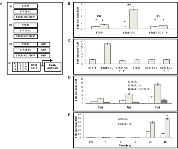 Figure 3. IFN-c dependent activation of GAS promoter by the STAT1-CC molecule in the resistant (GR17-1) replicon