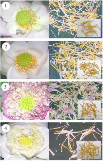Figure 1. Four varieties of lotus flowers: Lotus flowers of Pathum (1), Boontharik (2), Sattabongkot (3), and Sattabutre (4).