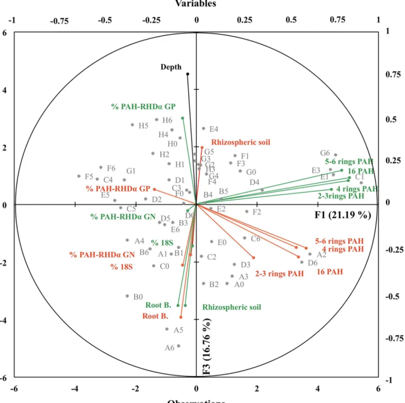 Fig 4. Principal component analysis (PCA) and correlation circle generated using depth, percentages (gene abundance relative to 16S rRNA gene abundance) of fungal (18S/16S) and PAH-degrading bacterial (% PAH-RHD α GN and GP) communities, root biomass (Root