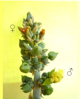 Figura  4  –  Fotografia  da  inflorescência  etiquetada  na  antese  das  flores  femininas  ( )  e  apresentando, também as masculinas ( )