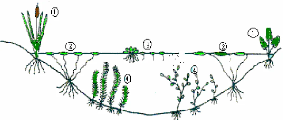 Figura 1. Esquema representativo dos tipos de plantas aquáticas baseadas no hábito de crescimento: 1-  emersas (marginais), 2- flutuantes enraizadas, 3- flutuantes, 4- submersas