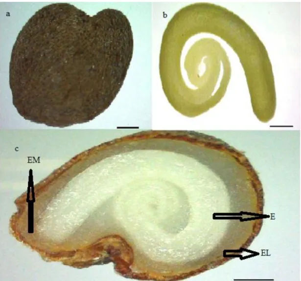 Figura  1.  Fotos  de  Solanum  lycocarpum  mostrando;  a)  semente  inteira,  b)  embrião  ,  c)  corte  longitudinal,  com    setas  indicando    o  endosperma  lateral  (EL),    o  endosperma  micropilar (EM) e embrião (E).Barras representam 0,5 mm