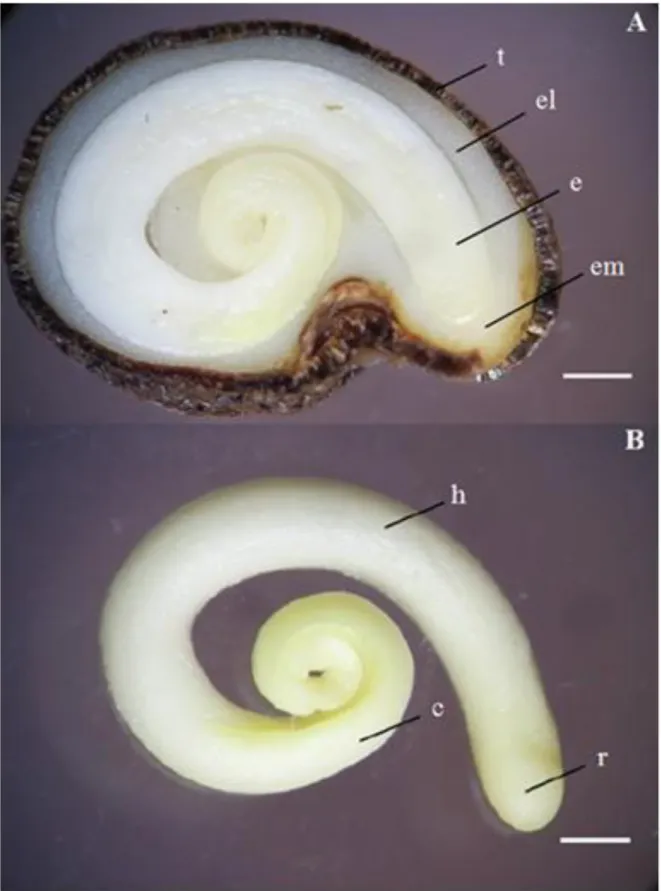 Figura 1. Fotos da semente de  Solanum lycocarpum. A) Semente inteira mostrando: el  -  endosperma  lateral;  e  –   embrião;  t  –  tegumento;  em  –   endosperma  micropilar