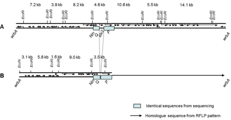 Figure 4. Stx2 phage from EHEC O103:H25 NOS compared to Stx2 phages from EAEC O104:H4, EHEC O103:H2 and EHEC O157:H7