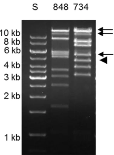Figure 7. Plasmid profiles of E. coli O103:H25. Comparison of large plasmids in EHEC O103:H25 NOS (lane 4) and E
