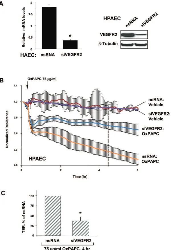 Figure 3. Involvement of VEGFR2 in EC barrier dysfunction induced by high OxPAPC concentration