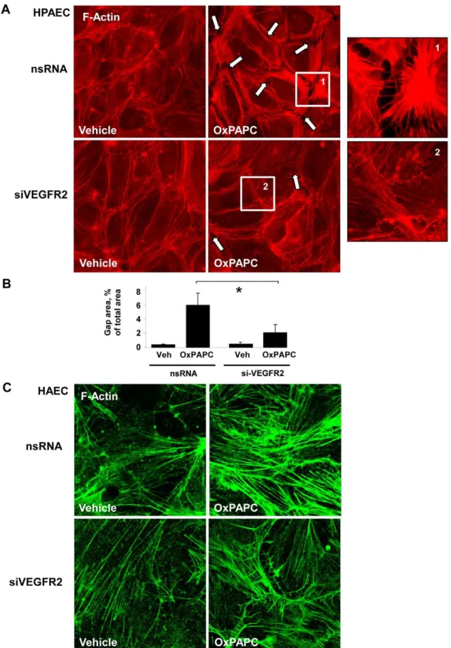 Figure 4. Effect of VEGFR2 depletion on actin remodeling in pulmonary EC exposed to high OxPAPC concentration