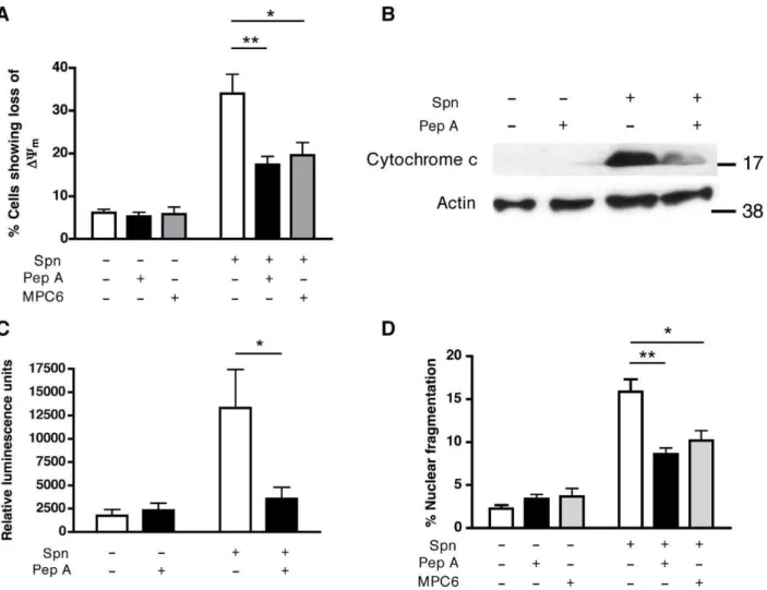 Figure 3. Cathepsin D activity contributes to apoptosis in the differentiated THP-1 cell line