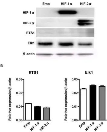 Figure 4. Effect of overexpression of HIFs on the expression of ETS-family transcription factors