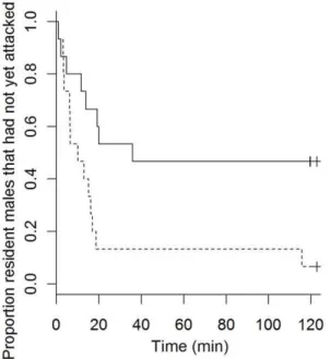 Figure 2. Kaplan-Meier survival curves for time to first attack after dividing resident males into large and small individuals.