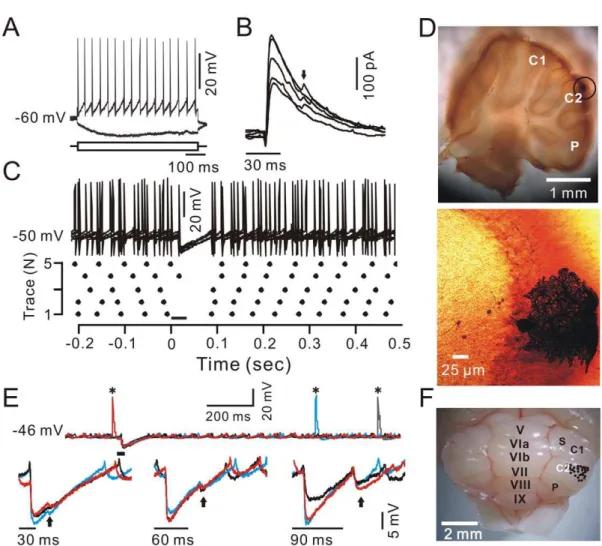 Figure 1. PC somata and dendrites in response to tactile stimulation. A, Whole-cell patch-clamp recording from a soma of a PC in response to hyperpolarizing (–100 mA) and depolarizing (+100 mA) current pulses