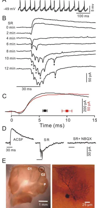 Figure 4. Pharmacological properties of PC dendrites in response to tactile stimulation