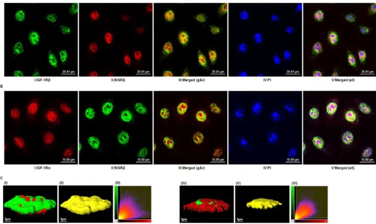 Figure 5. Co-localization of IGF-1R and INSR. (A) Confocal images showing hTCEpi cells labeled with antibodies against IGF-1Rb (CST#3027) (panel I, revealed by green), INSRb (CT-3) (panel II, revealed by red), or both (panel III, merged by panels I and II)