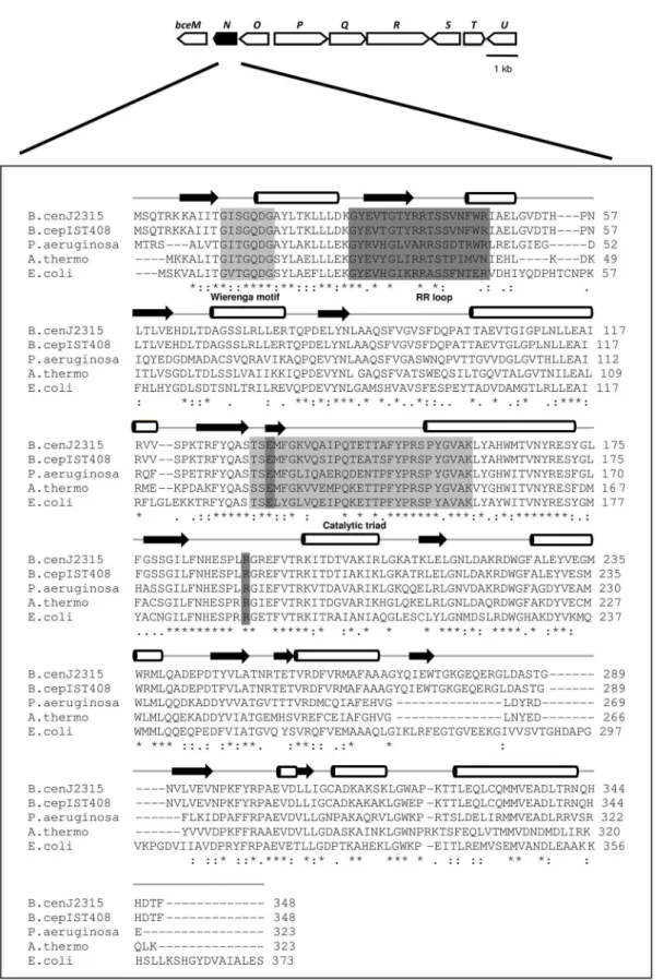 Figure 1. Genetic organization of the Burkholderia cenocepacia J2315 bce-II gene cluster, and alignment of amino acid sequences of the B