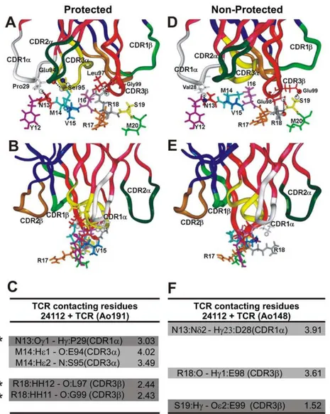Figure 4. Peptide 24112 interactions with modified HA 1.7 TCR. (A,B) H bonds and vdW interactions established between peptide 24112 with the HA 1.7 TCR molecule modified according to the Vb12 clone 3 sequence of protected Aotus 191