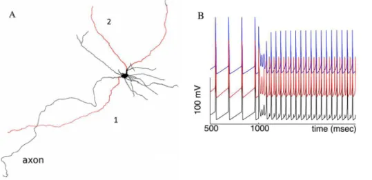 Fig. 2D also shows the frequency responses during simulated blockade of the spike-producing fast sodium current (thin curves).