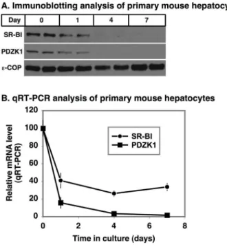 Figure 2b shows the effects on SR-BI protein expression of increasing the relative amounts of PDZK1 expression vector in the transfection (0–50% of total) when the amounts of SR-BI vector were held constant at 1% of the total DNA