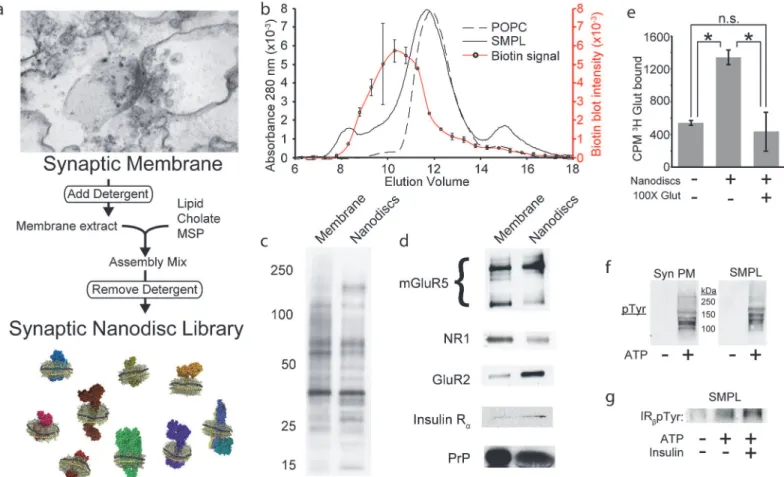 Fig 2. Nanodiscs preserve synaptic protein composition and structure. (a) Schematic of SMPL Nanodisc formation using synaptic plasma membranes.