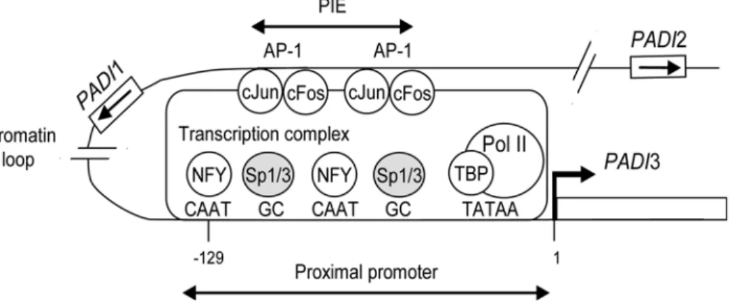 Figure 6. Possible model for PADI 3 promoter regulation. The binding of cJun and/or cFos dimers to the AP-1 sites of PIE is enhanced in calcium-stimulated keratinocytes and increases the rate of transcription of PADI3 (broken arrow)