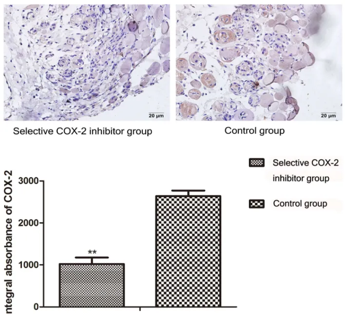 Figure 3.  Comparison of COX-2 expression in the intermediate area II between COX-2 inhibitor and control group