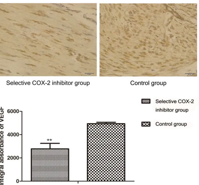 Figure 4.  Comparison of VEGF expression in the intermediate area II between COX-2 inhibitor and control group