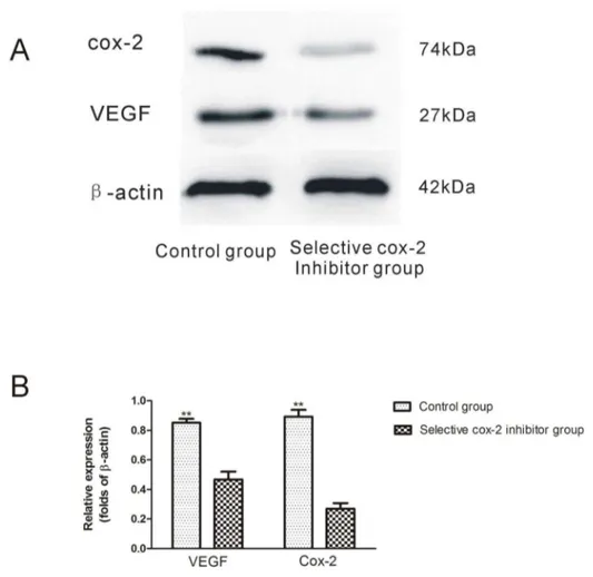 Figure 5.  Western blot assay of COX-2 and VEGF protein expression in the intermediate area II flap tissue between COX-2 inhibitor and control group