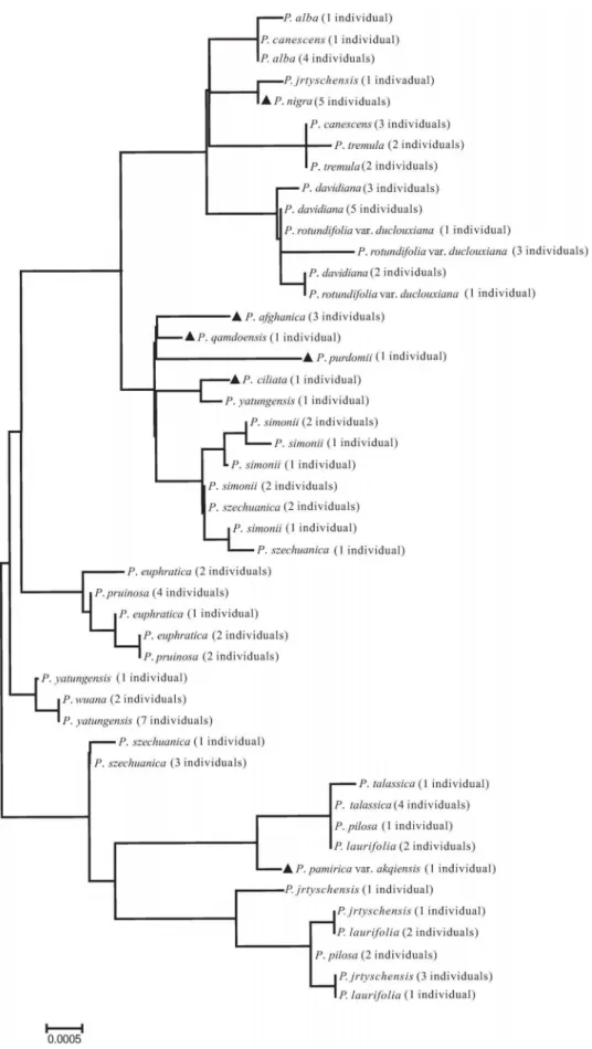 Figure 3. Neighbor-Joining (NJ) tree based on the combination of all five chloroplast regions