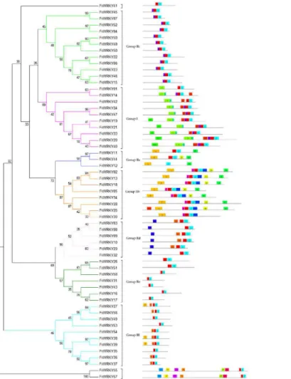 Fig 4. Phylogenetic tree based on the deduced FvWRKY domains and their associated motifs