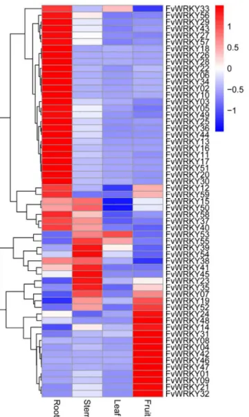 Fig 5. qRT-PCR validation of FvWRKY expression in different tissues. Red and blue boxes indicate high and low expression levels, respectively, for each gene.