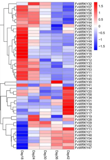 Fig 6. RNA-seq data showing FvWRKY gene expression during fruit development and ripening