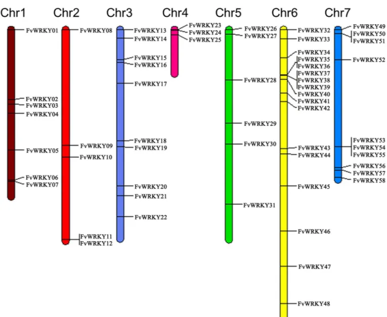 Fig 1. Chromosomal distribution of the Fragaria vesca L. WRKY gene family. Chromosome size is indicated by relative length