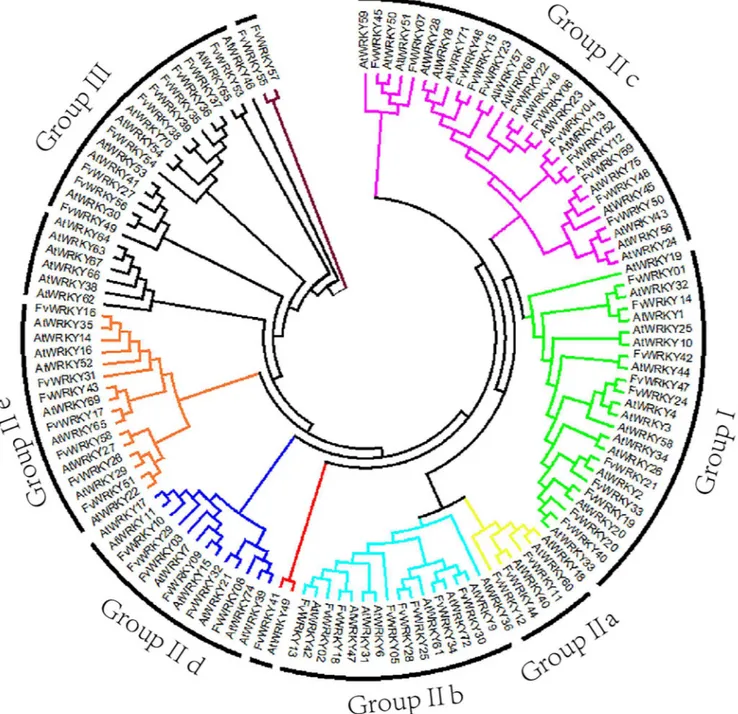 Fig 3. Phylogenetic tree based on WRKY domain sequences from Fragaria vesca and Arabidopsis thaliana