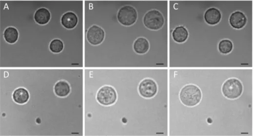 Figure 5 shows the volumetric responses of 5 cell lines to solutions of different osmolalities