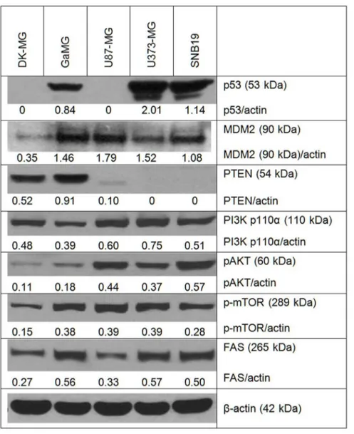 Figure 6. Representative Western blot analysis of the expression of p53, MDM2, PTEN, PI3K, phospho-AKT, phospho-mTOR and FAS proteins