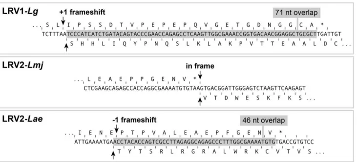Table 2. L. aethiopica LRV genomes analysis in comparison to LRV1 and LRV2. Genome CP RdRp LRV-Lae 327 303 78.0 94.5 81.4 L494 327 85.1 99.2 89.7 303 L494 77.2 94.1 80.8 Average 80% 96% 84% LRV2 Lmj ASKH 303 68.3 79.6 61.2 327 67.5 80.2 60.6 L494 67.9 80.3