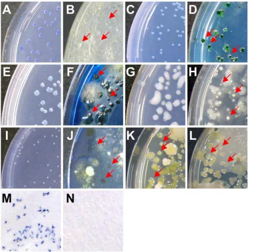 Figure 2. Comparison of colonies formed on selective media produced by SMART and previous methodologies