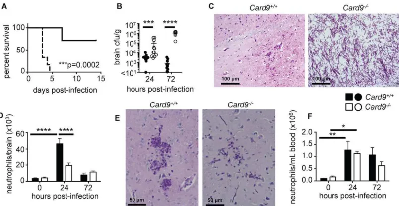 Fig 6. Card9 -/- mice are highly susceptible to candidiasis of the CNS and do not accumulate neutrophils into the infected brain
