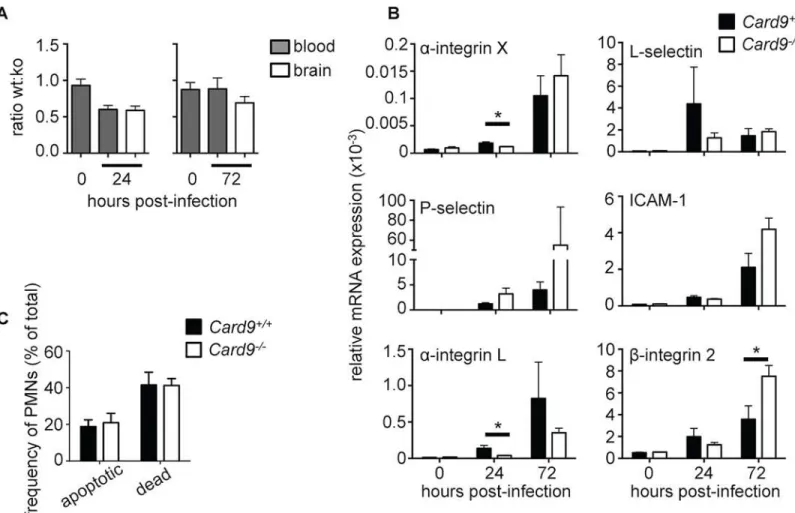 Fig 7. CARD9 deficiency does not affect cell-intrinsic neutrophil chemotaxis, survival or expression of adhesion molecules