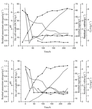 Fig. 6. Analysis of cell growth and cyclosporin A production ki- ki-netics on the control of diferent L-valine concentration