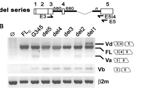 Figure 2. Partial deletion of intron 4 enhanced expression of HAS1Vd but not HAS1Vb. Selective portions of intron 4 were removed from G345 to create a series of del constructs as illustrated in (A)