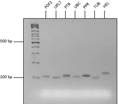 Fig 2. Gel electrophoresis of quantitative Reverse-Transcription PCR (qRT-PCR) products amplified using primers for seven narrow-leafed lupin candidate reference genes